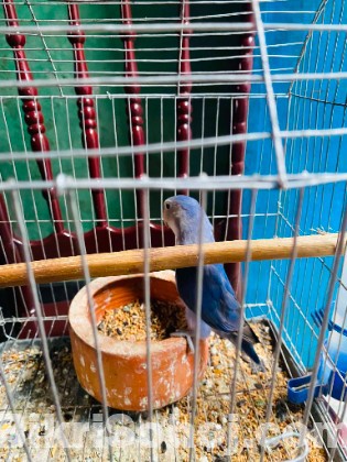 Love Bird
